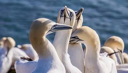 爱游戏体育-攻破巴黎球门未庆祝,伊科内:我永远不会忘记自己的根