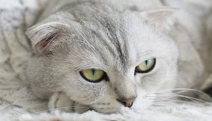 爱游戏app-梁熙明：皮奥利，足球欠他一次焰火晚会